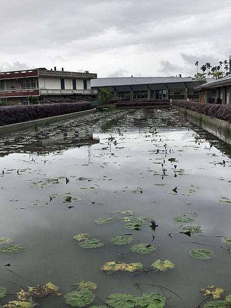 礁溪甲鳥園賞鴨-1.JPG