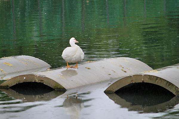 礁溪甲鳥園賞鴨-7.JPG