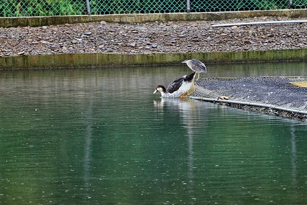 礁溪甲鳥園賞鴨-10.JPG