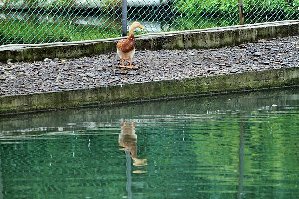 礁溪甲鳥園賞鴨-12.JPG