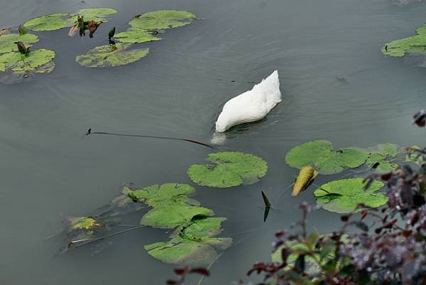 礁溪甲鳥園賞鴨-12-2.JPG