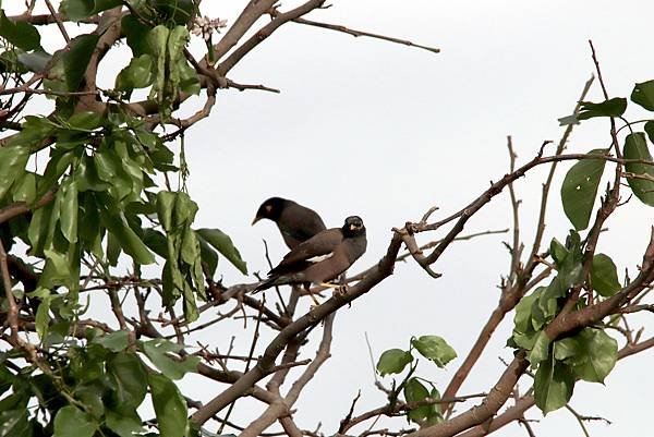 河濱公園鳥事-4.JPG