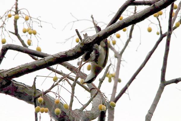 河濱公園鳥事-12.JPG