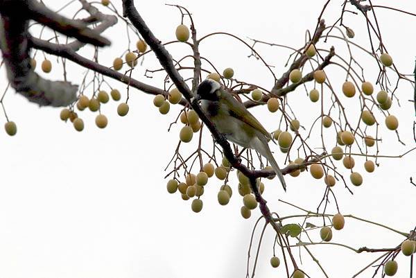 河濱公園鳥事-17.JPG