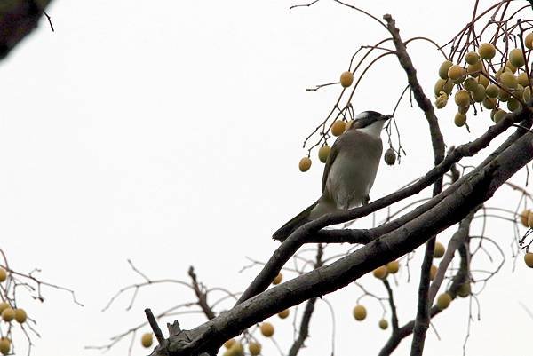 河濱公園鳥事-14.JPG