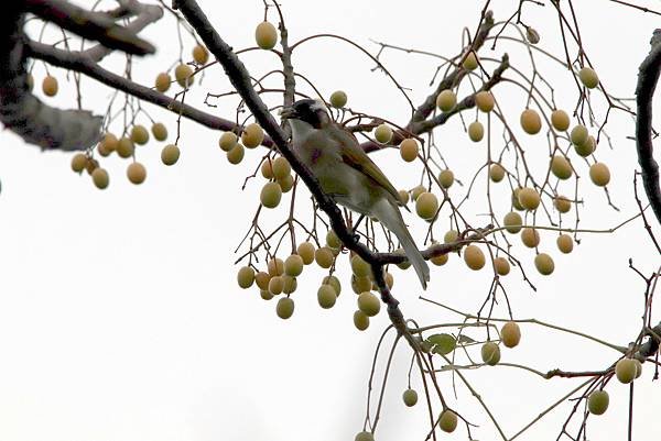 河濱公園鳥事-18.JPG