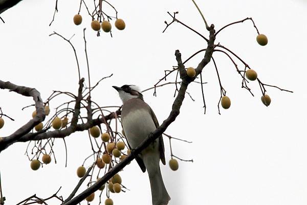 河濱公園鳥事-19.JPG