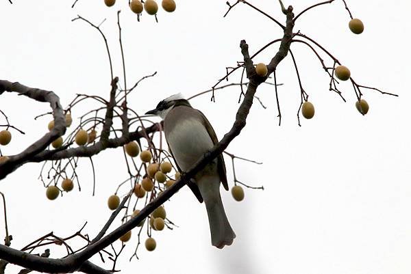 河濱公園鳥事-20.JPG