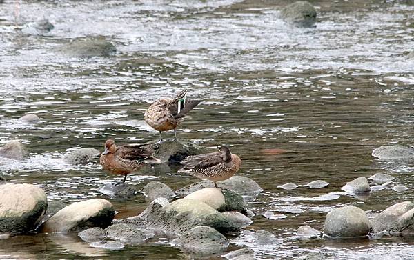 河濱公園鳥事-22.JPG