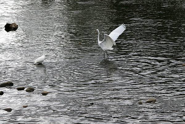 河濱公園鳥事-24.JPG