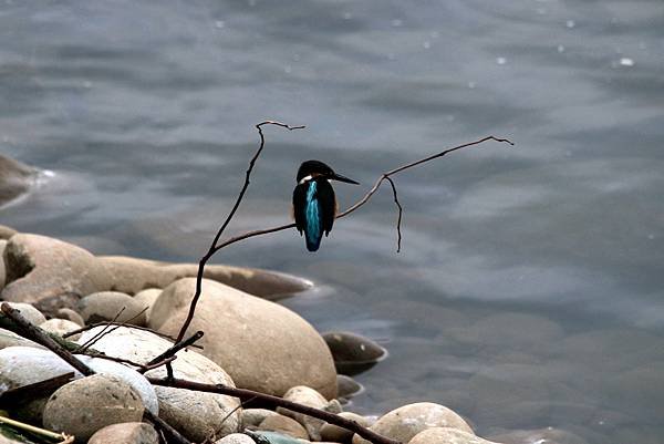 河濱公園鳥事-36.JPG