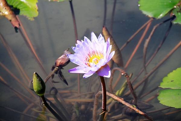 吉祥拈花惹草-10.JPG