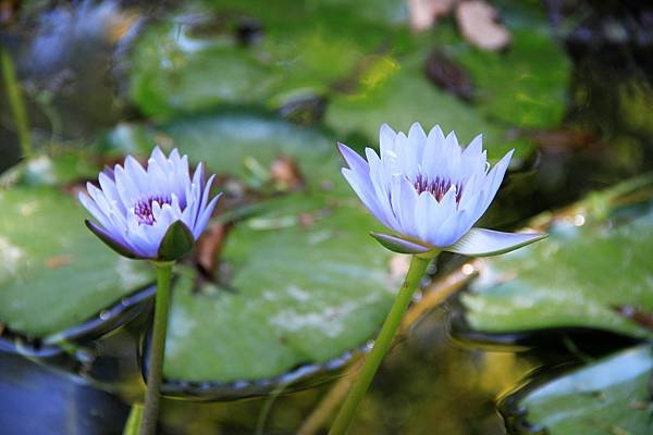 吉祥拈花惹草-7.JPG