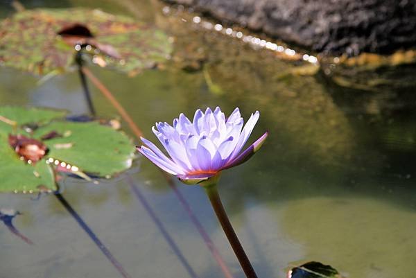 吉祥拈花惹草-12.JPG