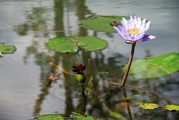 吉祥拈花惹草-13.JPG