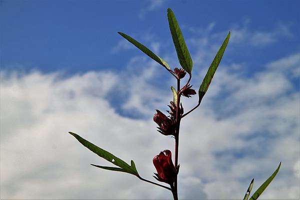 紅葉田野風光-14.JPG