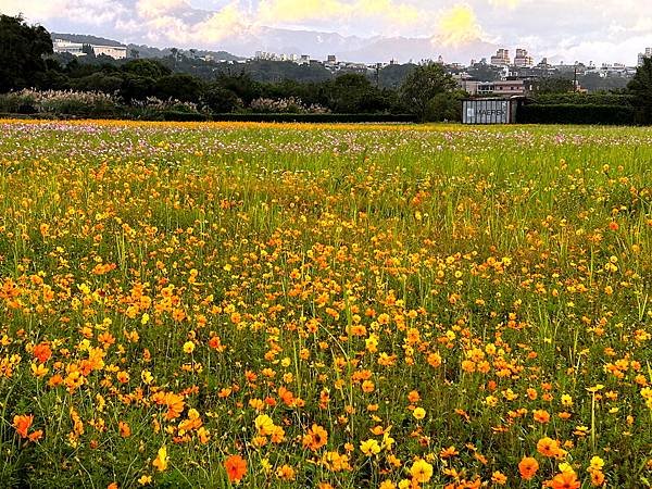 大溪拈花惹草-4.JPG