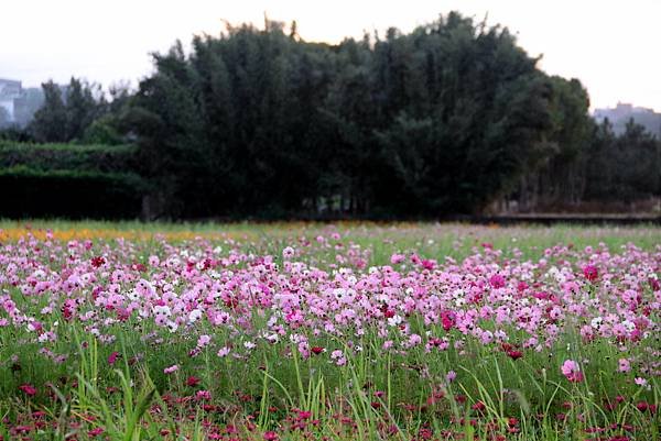 大溪拈花惹草-2.JPG