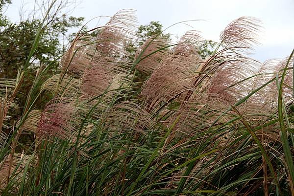 大溪拈花惹草-8.JPG