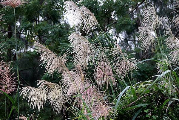 大溪拈花惹草-11.JPG