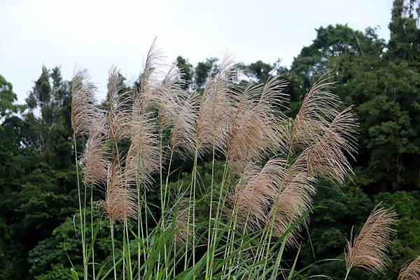 大溪拈花惹草-9.JPG