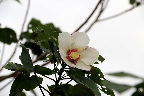 大溪拈花惹草-20.JPG