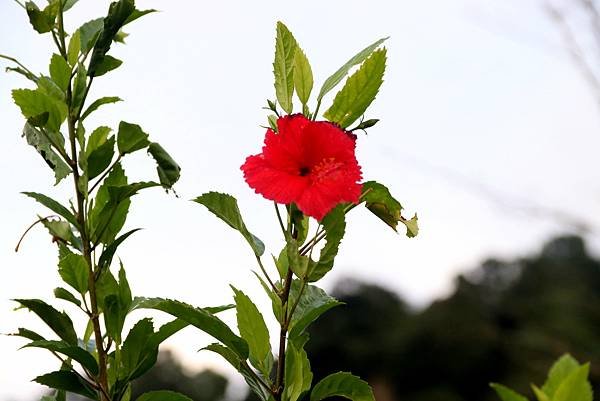 大溪拈花惹草-25.JPG