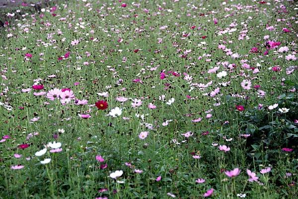 大溪拈花惹草-33.JPG