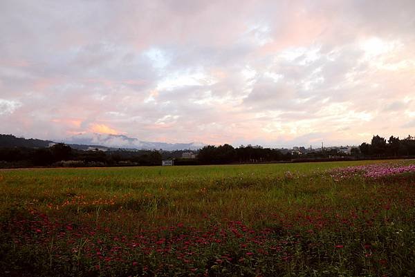 大溪區月眉人工濕地夕陽餘暉-113年11月22日大溪半日遊