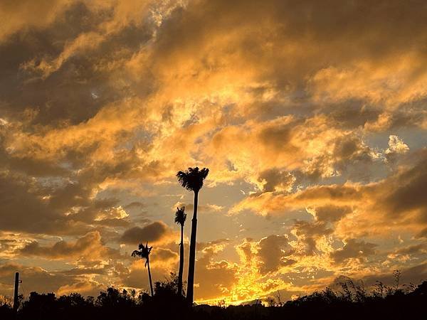 大溪區月眉人工濕地夕陽餘暉-113年11月22日大溪半日遊