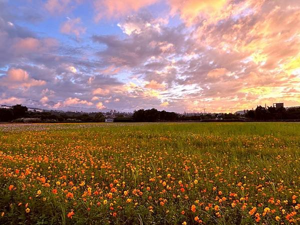 大溪區月眉人工濕地夕陽餘暉-113年11月22日大溪半日遊