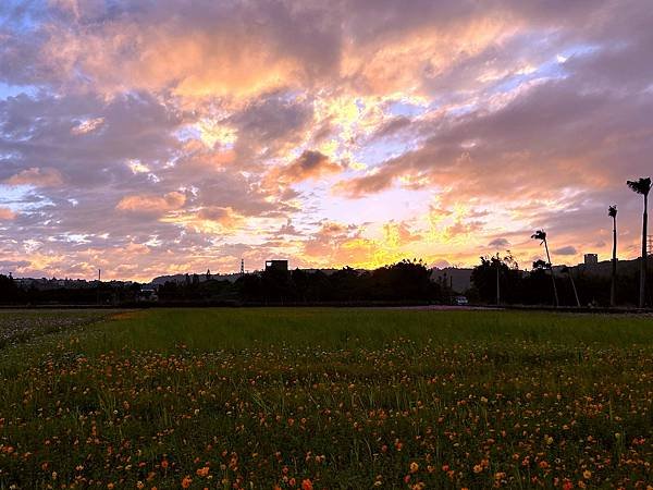 大溪區月眉人工濕地夕陽餘暉-113年11月22日大溪半日遊