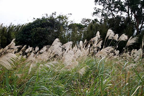 大溪拈花惹草-2.JPG