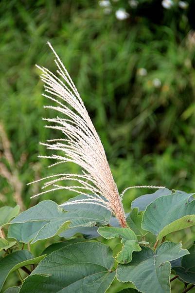 大溪拈花惹草-3.JPG