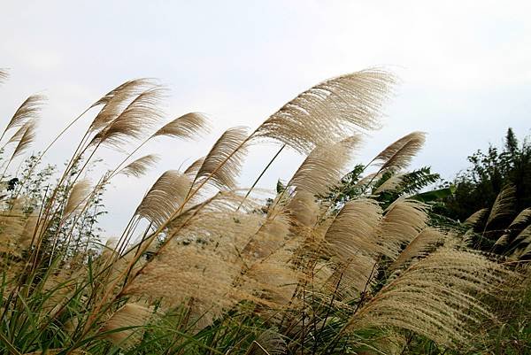 大溪拈花惹草-10.JPG