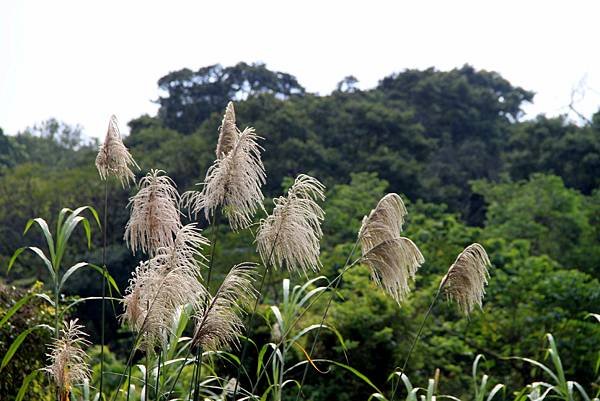 大溪拈花惹草-6.JPG