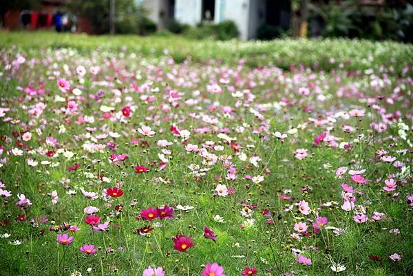 大溪拈花惹草-11.JPG