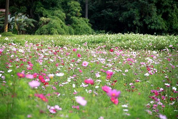 大溪拈花惹草-12.JPG