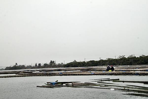 四草湖中湖之旅-3.JPG