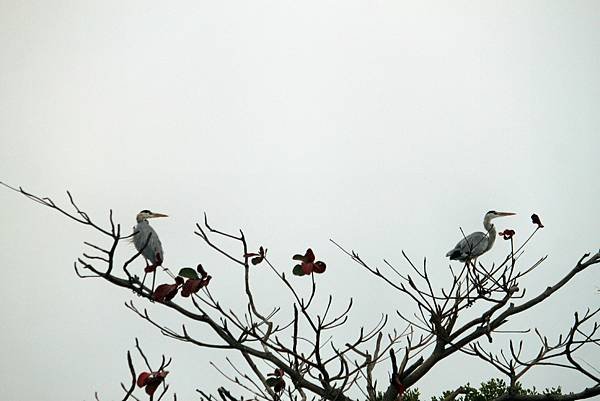 四草湖中湖之旅-62.JPG