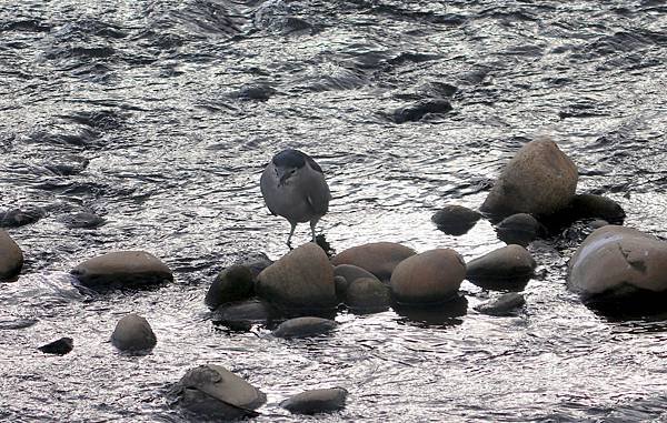 河邊鳥事-22.JPG