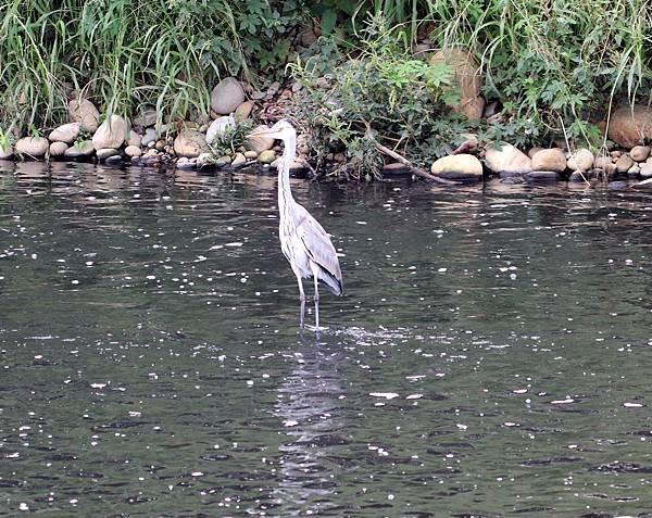 河邊鳥事-25.JPG