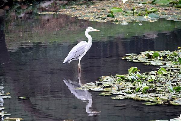 河邊鳥事-41.JPG