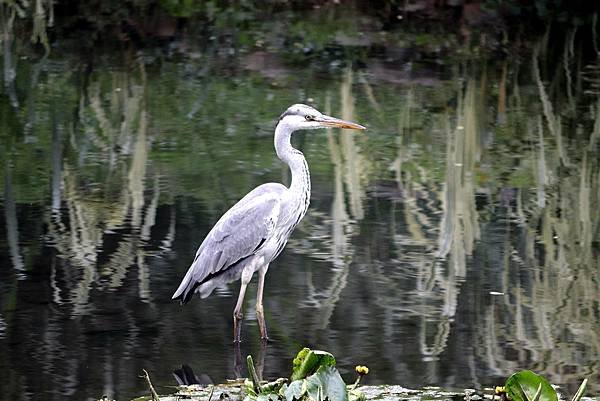 河邊鳥事-43.JPG