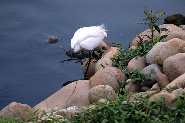 河邊鳥事-58.JPG