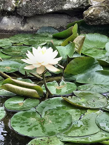 齋明寺蓮花之美-16-1.JPG