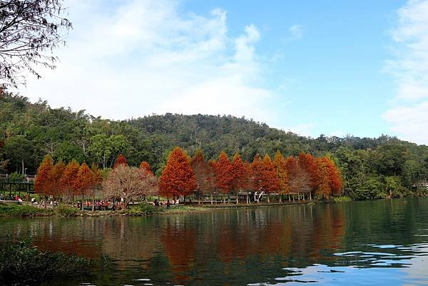 向山落羽松秘境-22.JPG