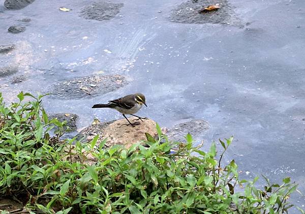 南崁溪畔鳥事-6.JPG