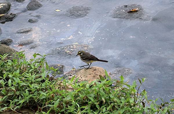 南崁溪畔鳥事-7.JPG