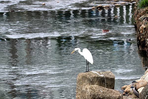 南崁溪畔鳥事-19.JPG